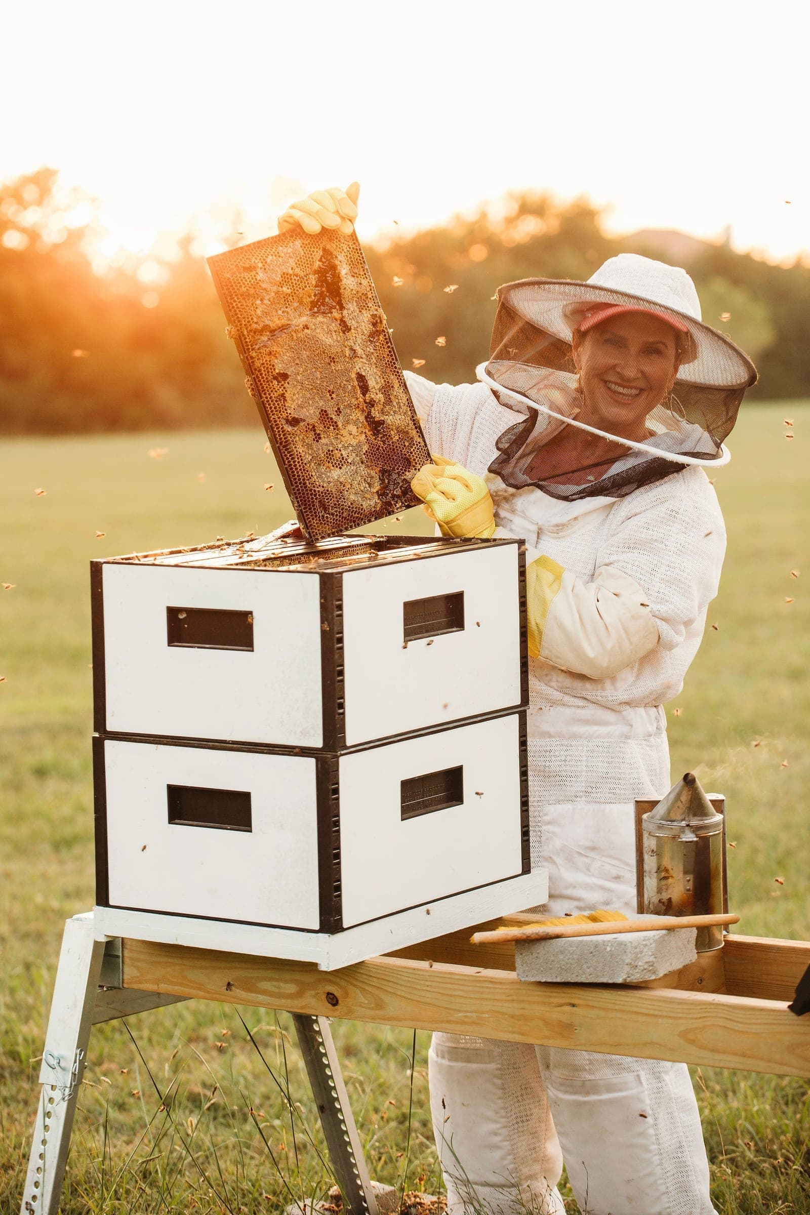 A beekeeper lifting a frame from a hive at golden hour