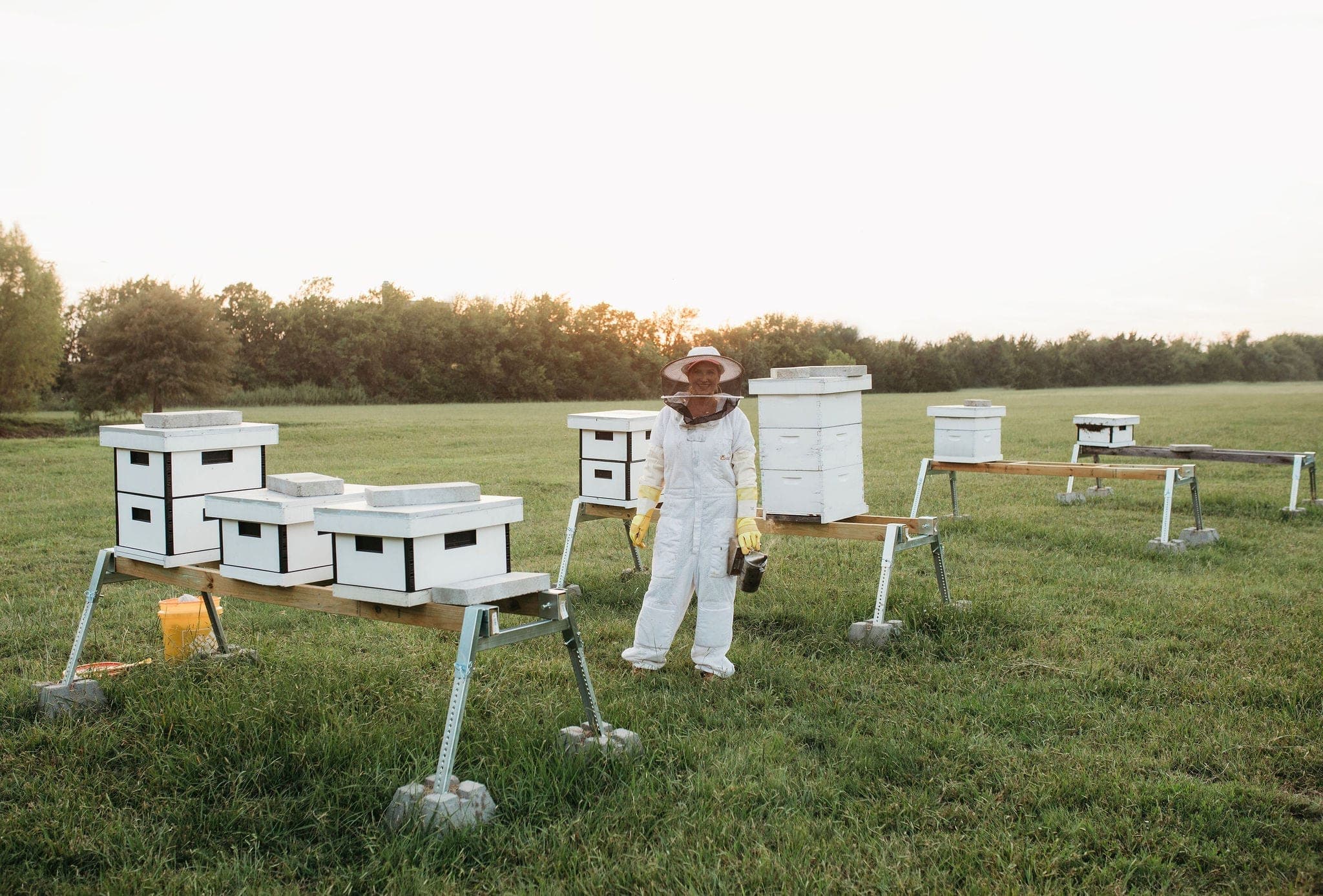 A row of hives in a North Texas apiary