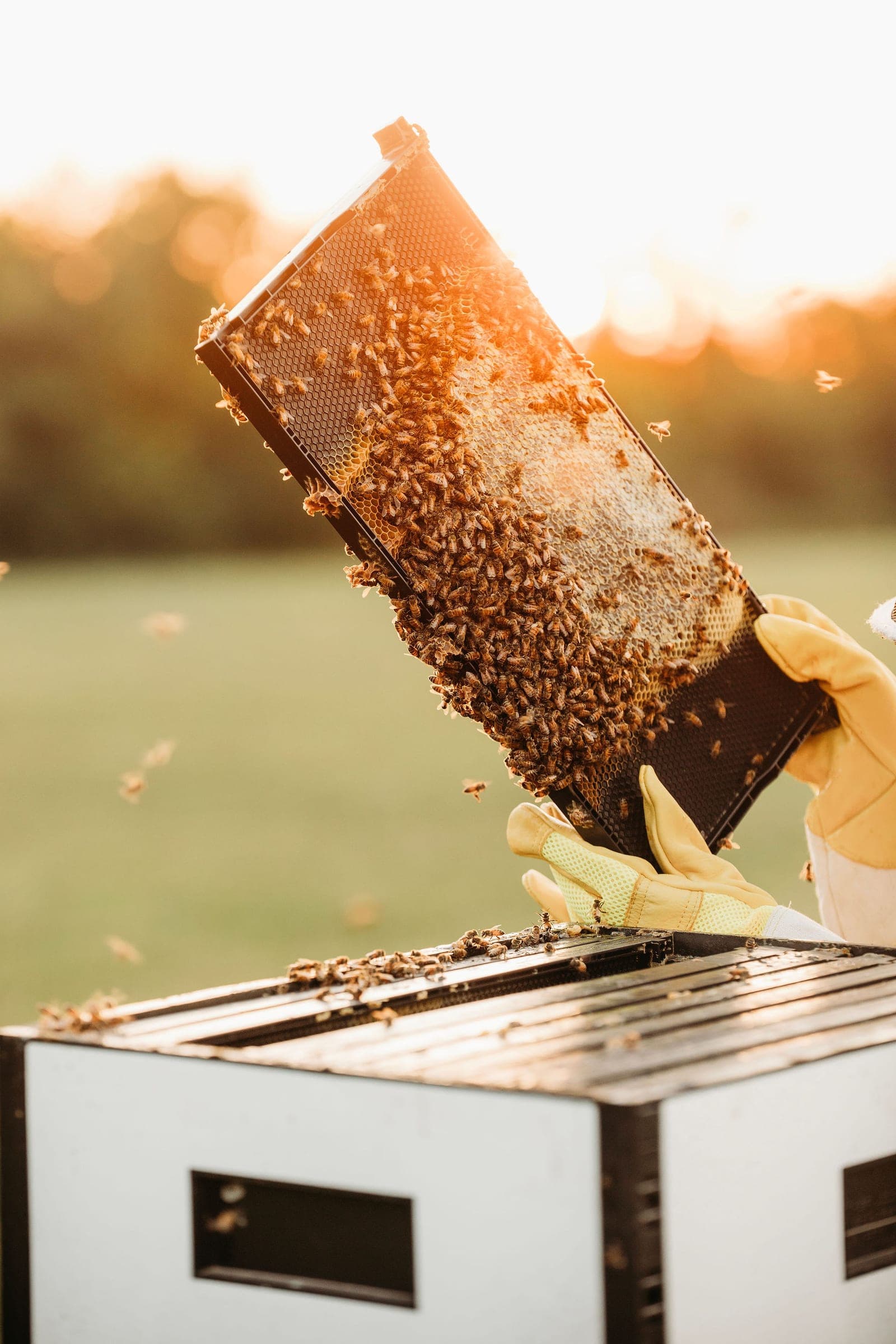 A frame of bees lifted from a hive, backlit at dusk
