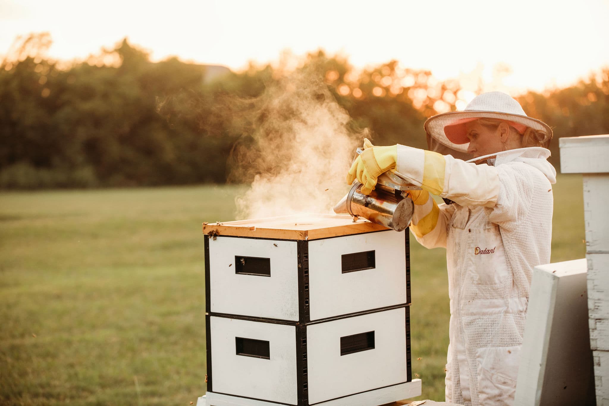 A beekeeper using a smoker at the hive