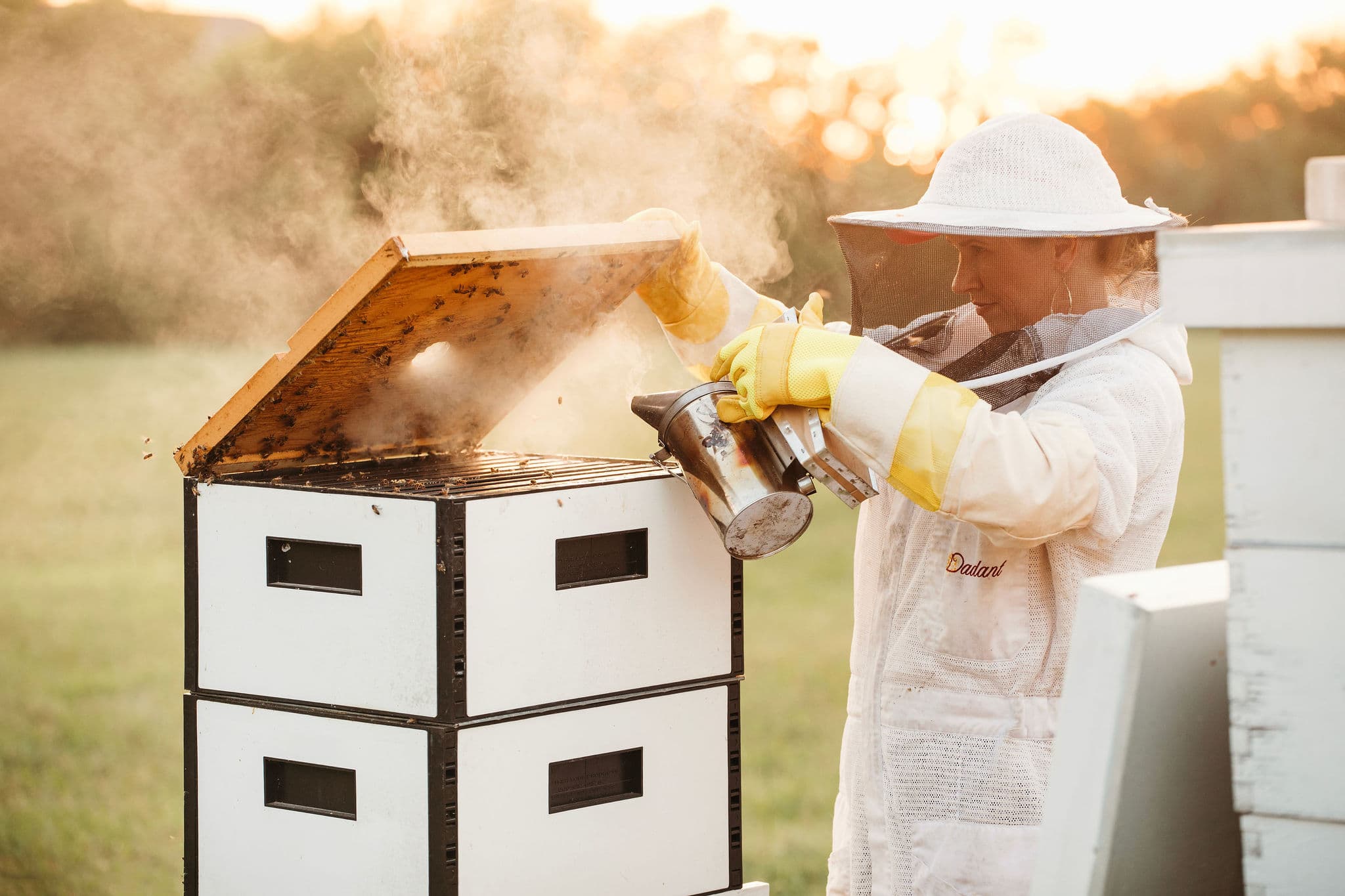 Beekeeper using a smoker while working a hive