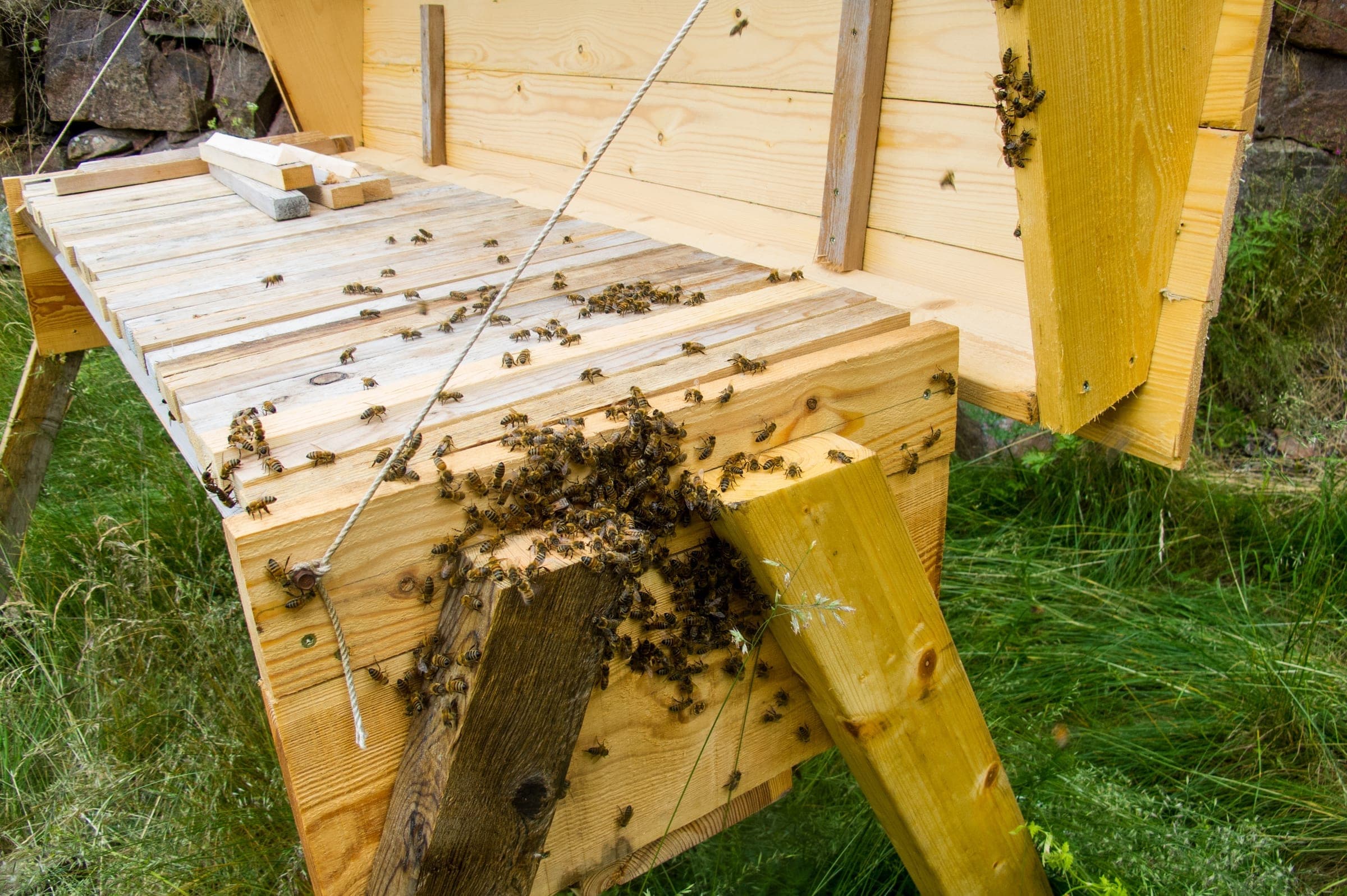 A top-bar hive with bees at the entrance