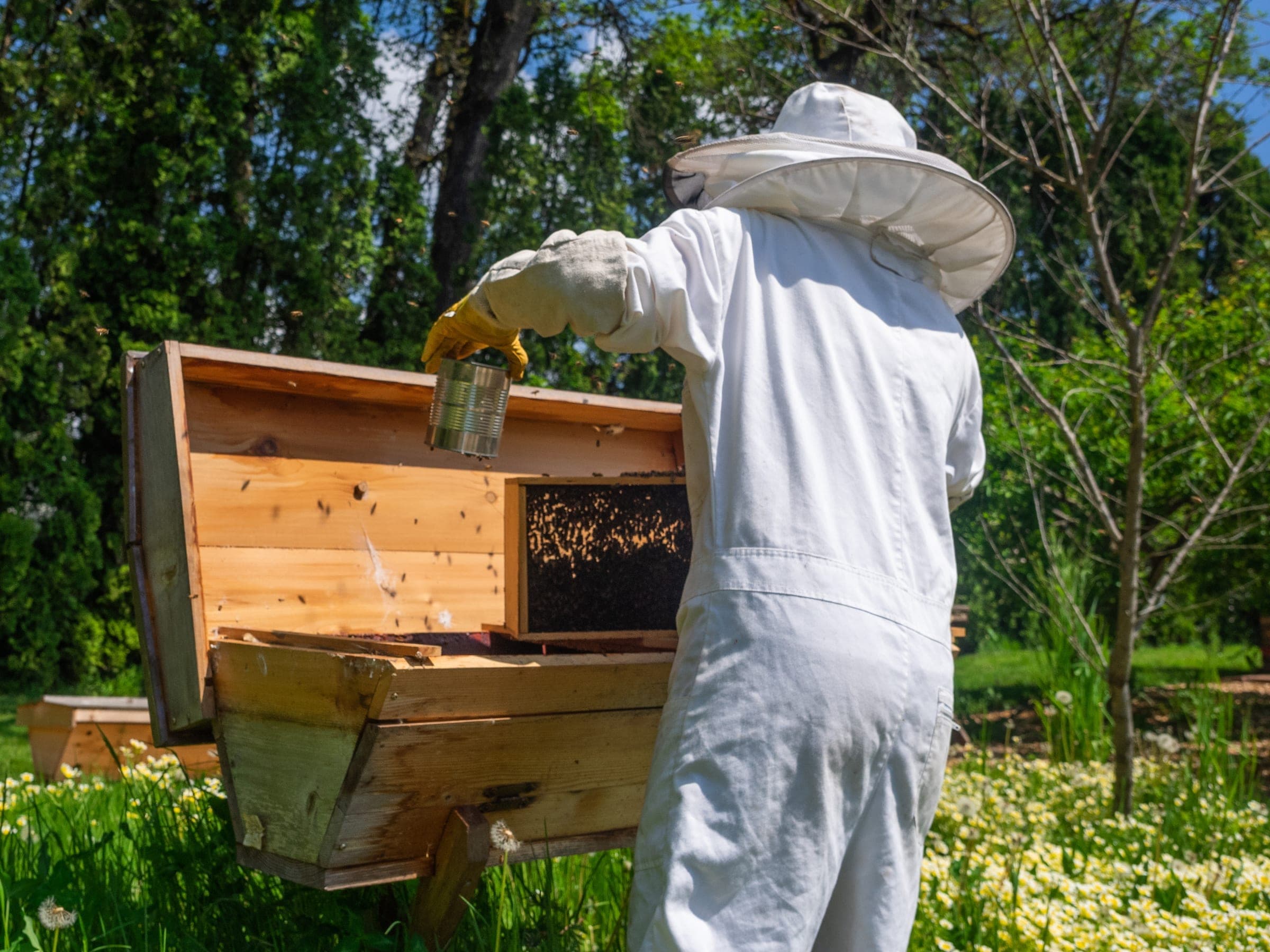 Beekeeper opening a wooden hive box