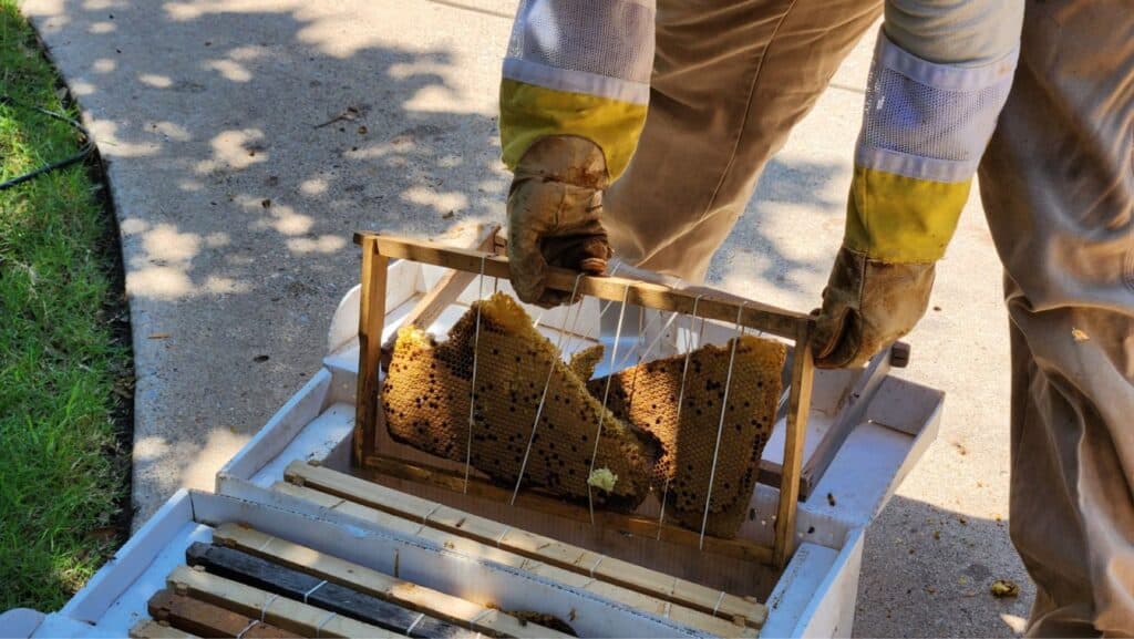 Beekeeper fitting salvaged comb into a frame beside a hive box