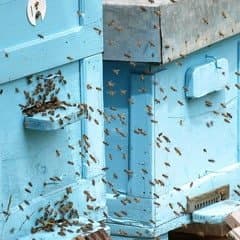Honeybees covering the outside of a painted hive box