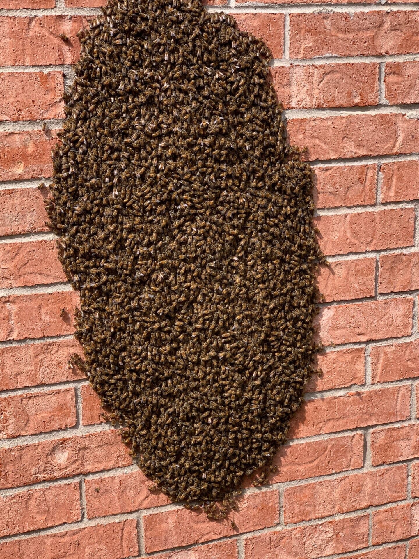 A honeybee swarm clustered on a brick wall