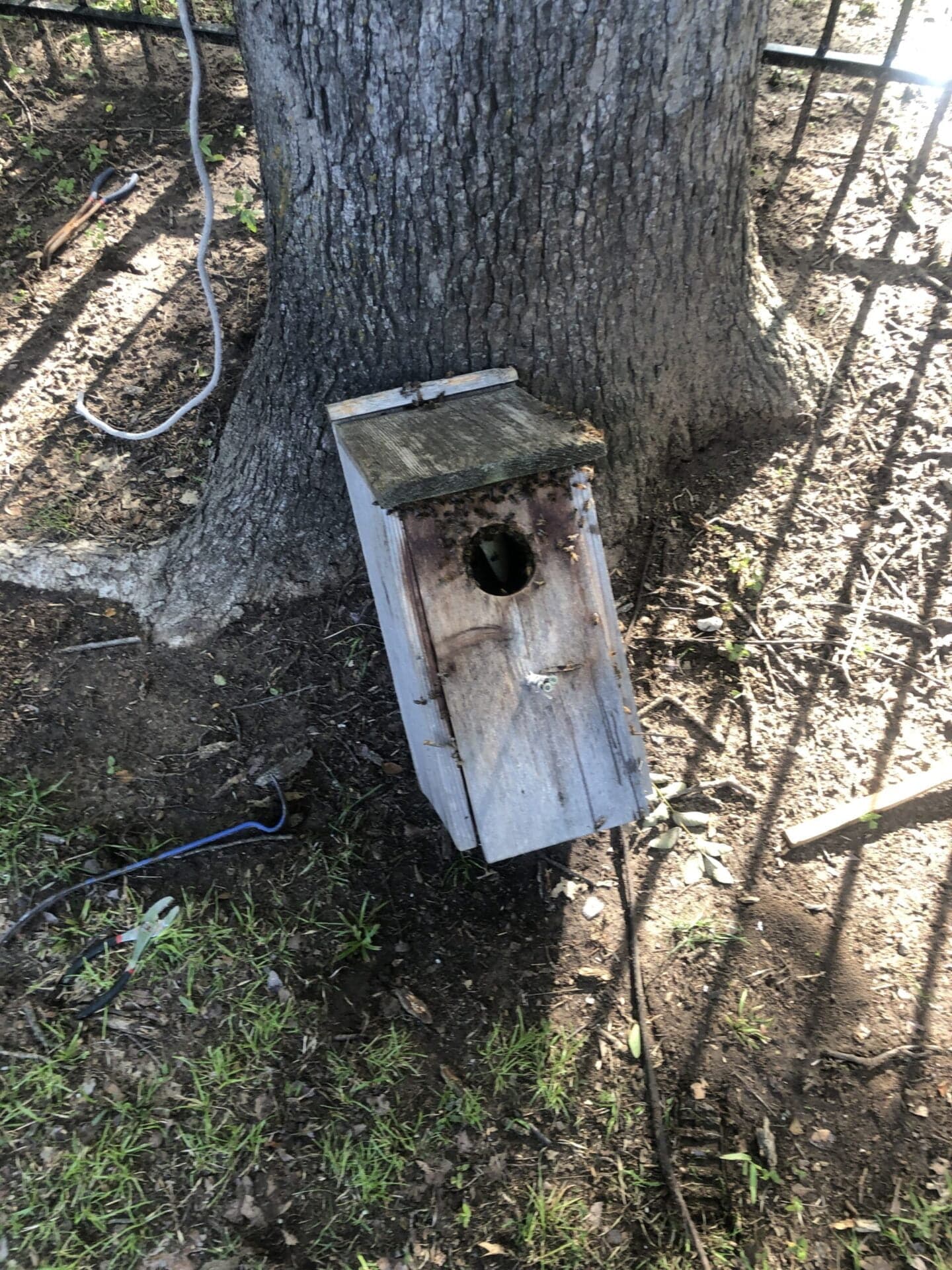 A colony established inside a wooden nest box on a tree