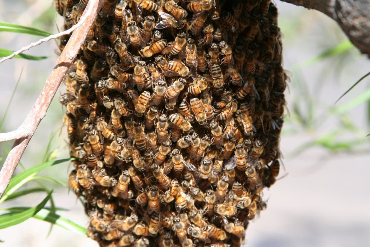 A dense cluster of honeybees gathered on a branch