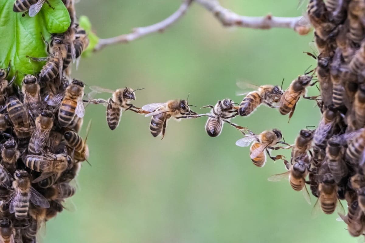 Honeybees strung along a thin branch during a swarm