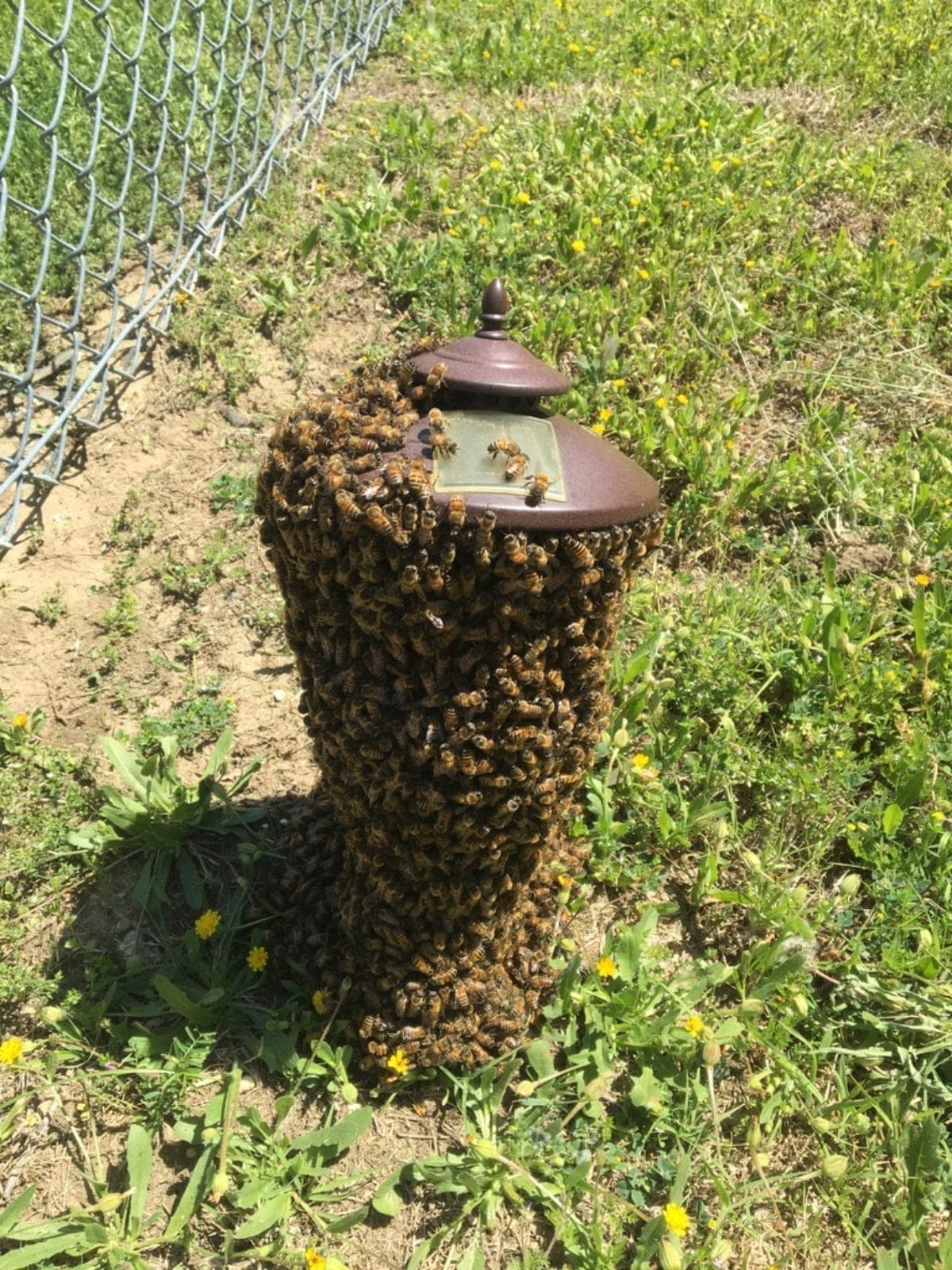 A swarm of honeybees covering a garden light post