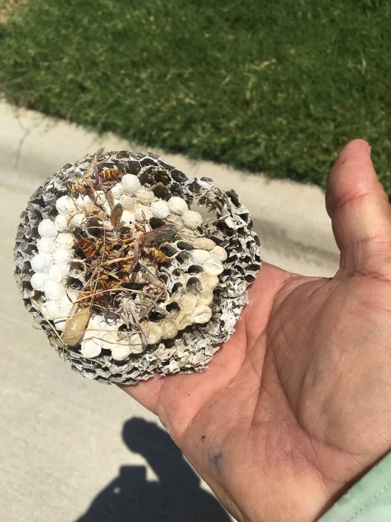 A paper wasp nest removed from a property, held in a hand