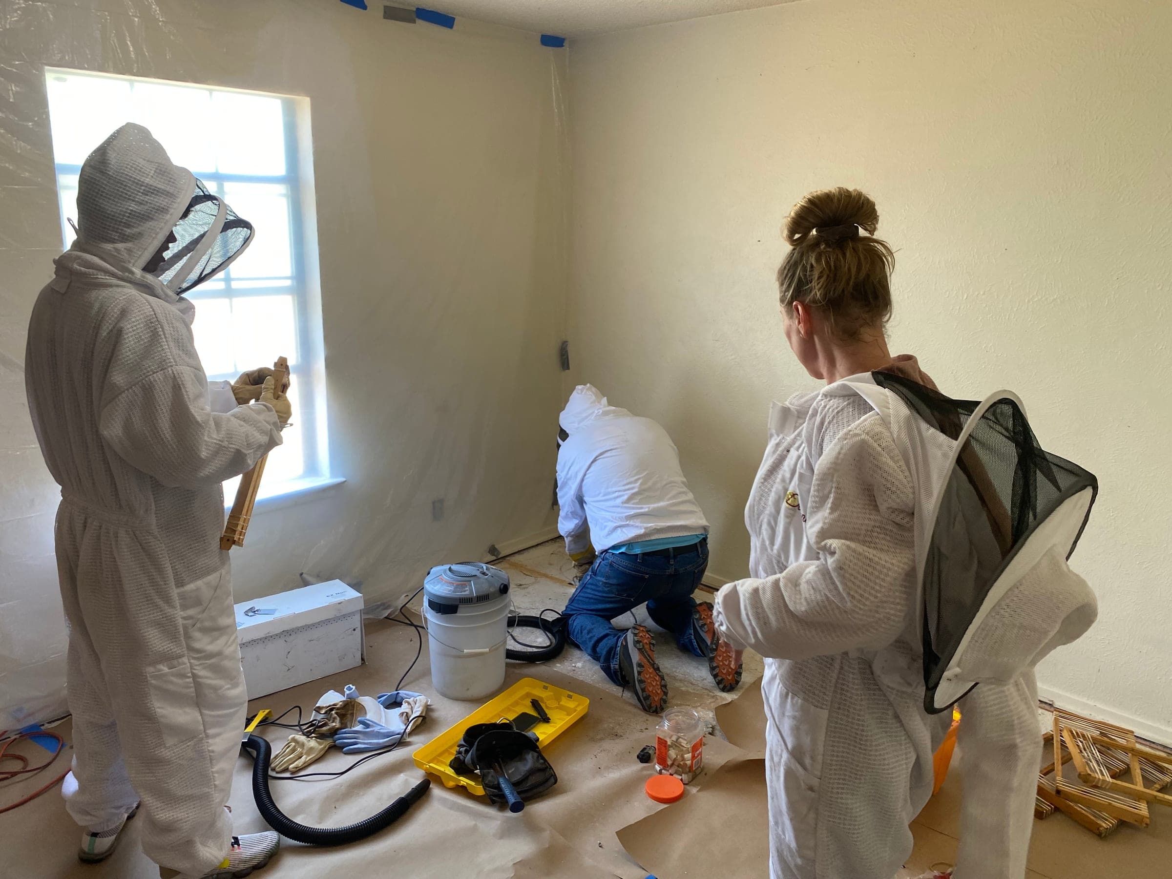Two beekeepers working inside a house during a live removal