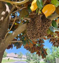 A honeybee swarm hanging from a branch in swarm season