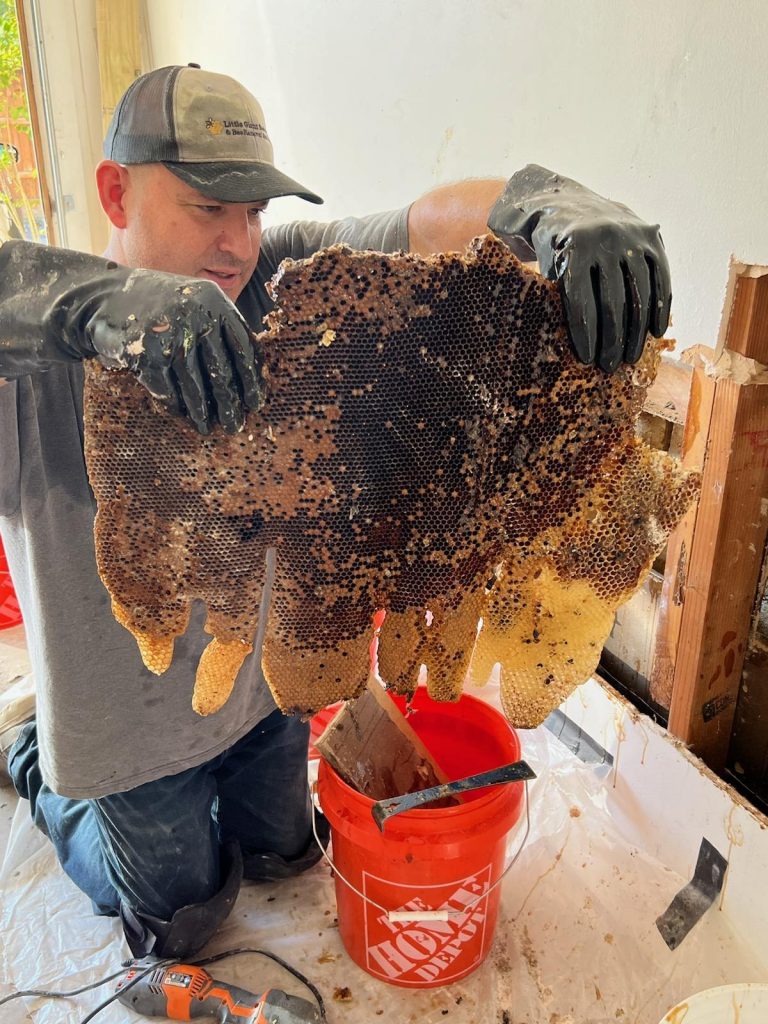 joe removing bees