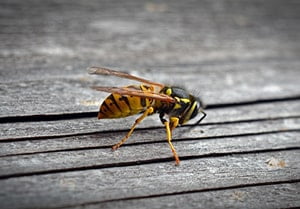 Yellow Jacket Removal Services in Dallas-Fort Worth
