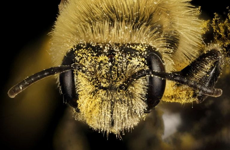 bees smart