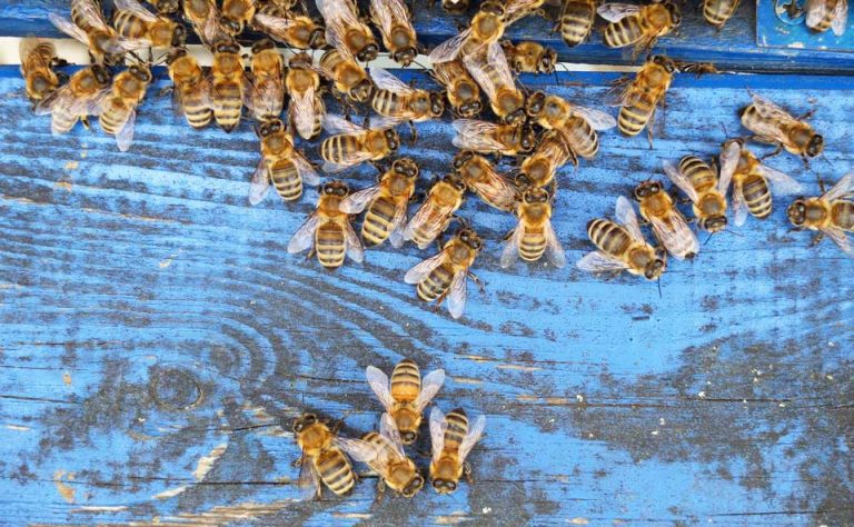 lgbk live removal of bee hive dallas