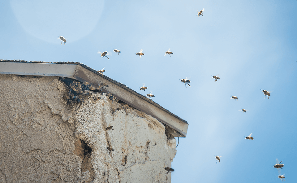 live honey bee hive removal