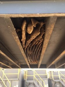 Esther Davis IMG 0959