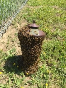 Esther Davis IMG 0963