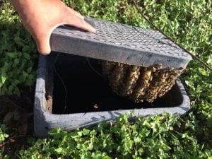 Esther Davis water cut off e1585859328996