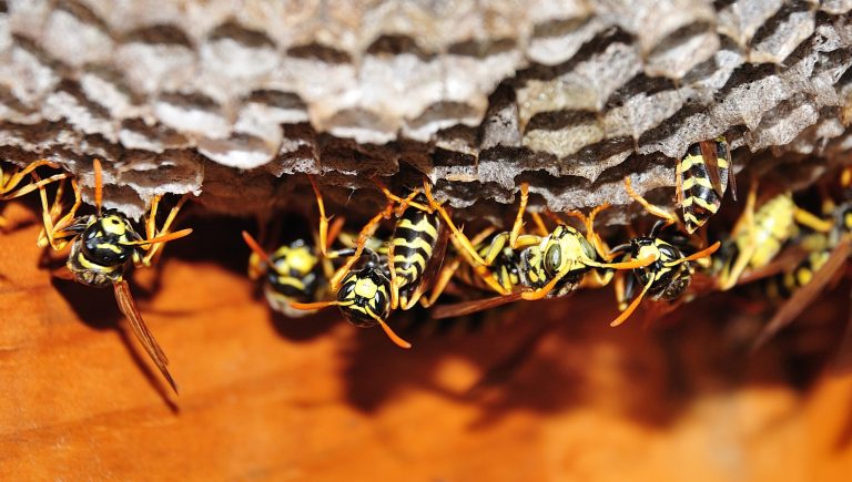 Red Wasp Removal Services
