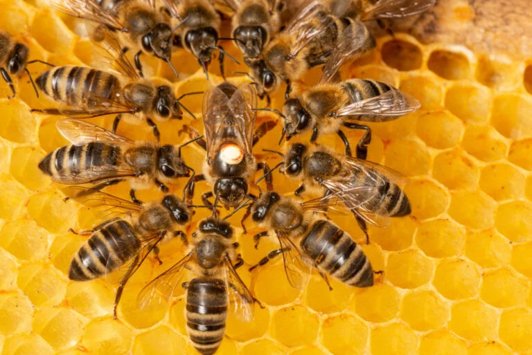 queen bee, facts about queen bee