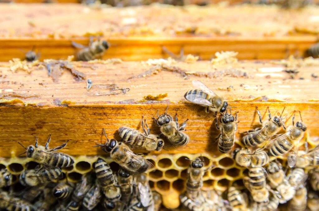 Bee Removal In Sachse