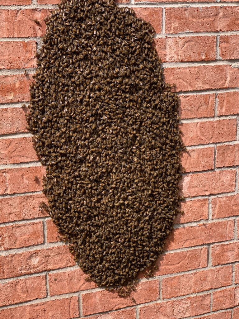 bee venom therapy, bee swarm
