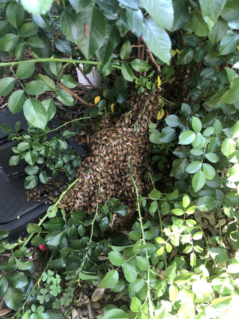 bees in branch