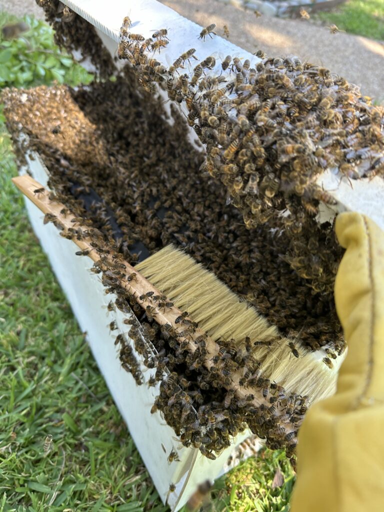 Live Bee Hive Removal in Dallas, Texas