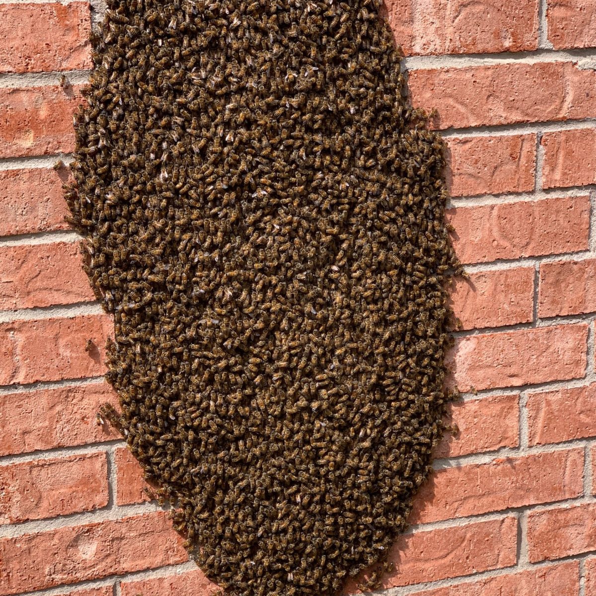 bee venom therapy bee venom therapy